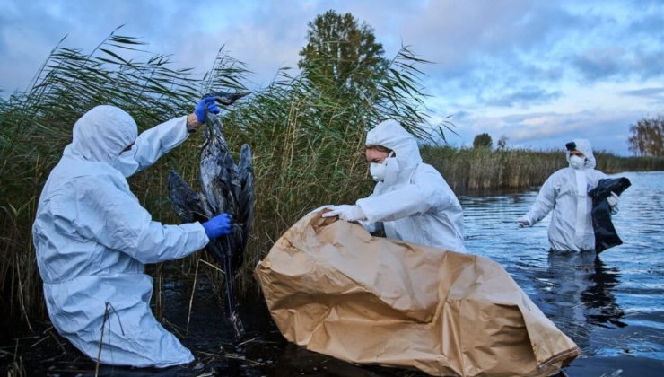 Массовая гибель журавлей в Германии связана со вспышкой птичьего гриппа - «В мире»