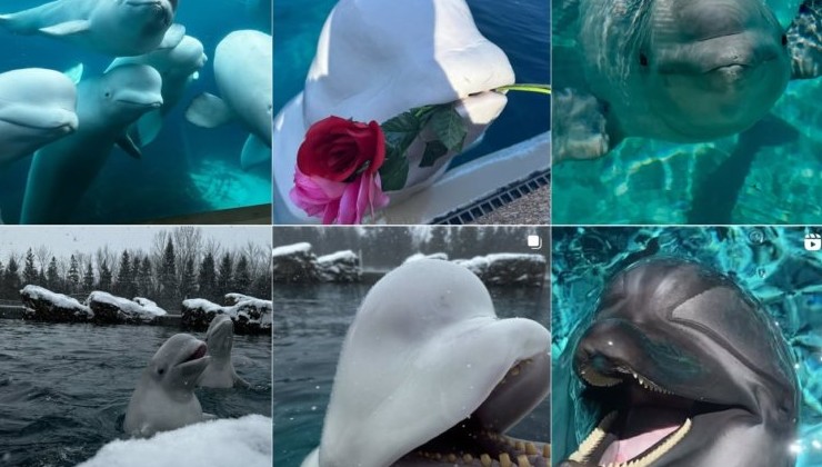 Парк Marineland предупредил о риске эвтаназии тридцати белух - «В мире»