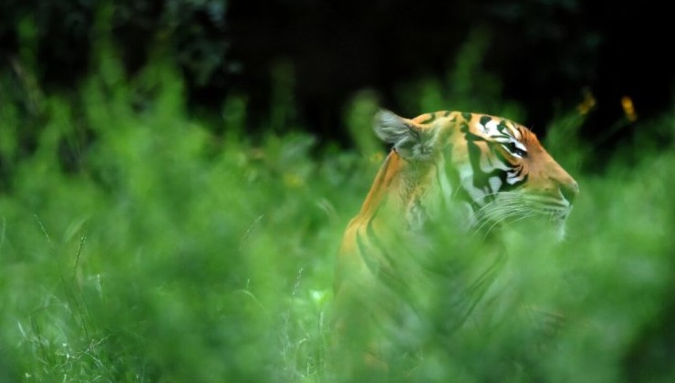 В Малайзии осталось меньше 150 тигров: вид на грани исчезновения - «Экология России»