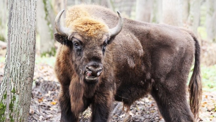 Зубры возвращаются в Мордовию - «Экология России»