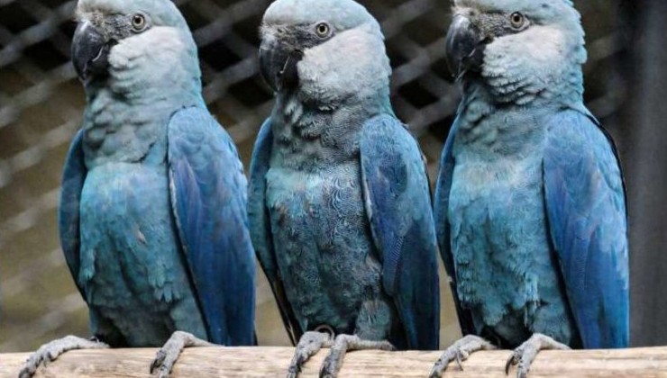 Редчайший голубой ара в Бразилии оказался заражён смертельным цирковирусом - «В мире»