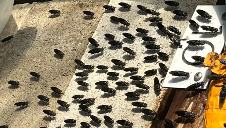 Личинки мух могут стать инструментом для переработки пищевых отходов - «Экология России»