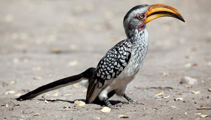 Мировое сообщество согласовало более строгий контроль за экспортом африканских птиц-носорогов - «В мире»