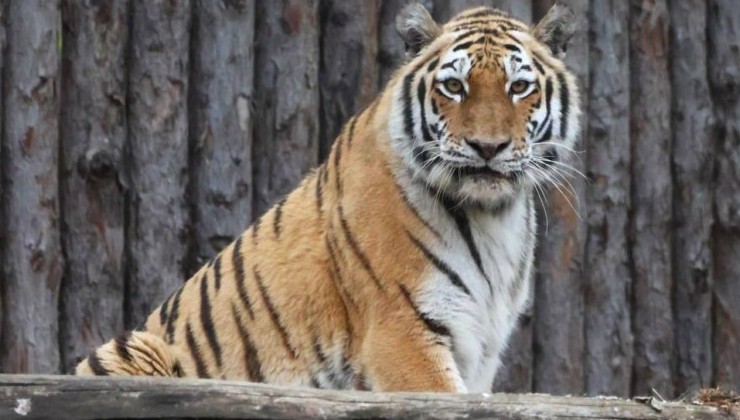 Непал сообщил о результатах нового тигрового учёта - «В мире»