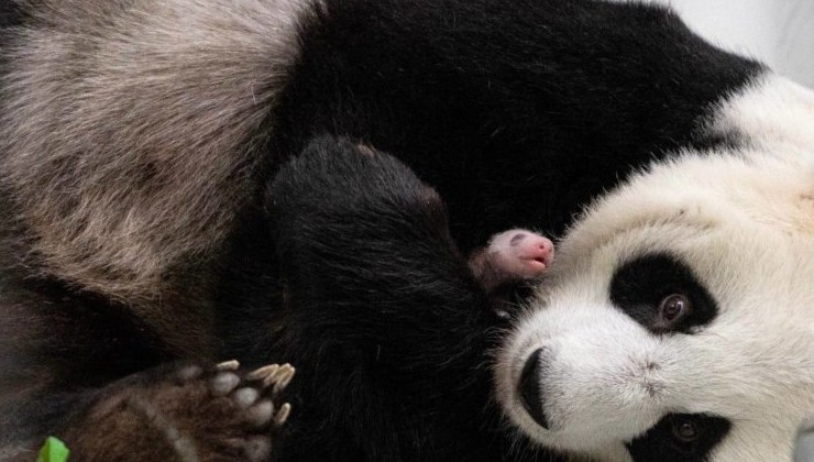 Панды покидают Японию: сотрудничество с Китаем приостановлено - «В мире»