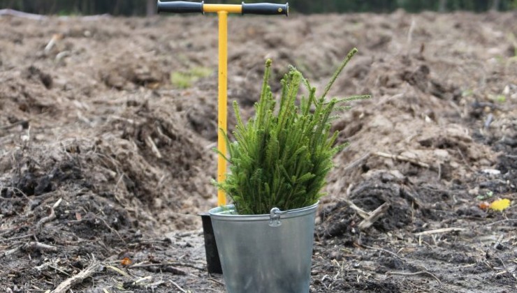 Первый лесоклиматический проект Казахстана получил цифровую поддержку НИУ ВШЭ - «В мире»