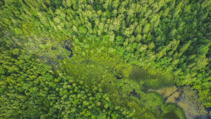 Рослесхоз: сохранение лесов остаётся ключевым приоритетом экологического развития России - «Экология России»