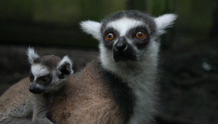 Учёные раскрыли скрытую сеть торговли мясом лемуров в городах Мадагаскара - «В мире»