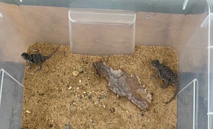 В Австралии вынесен рекордный срок за контрабанду рептилий - «В мире»