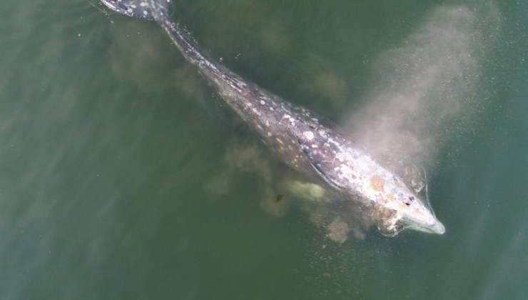 В Охотском море за прошлый год зафиксировали почти 400 редчайших серых китов - «Зеленая Экономика»