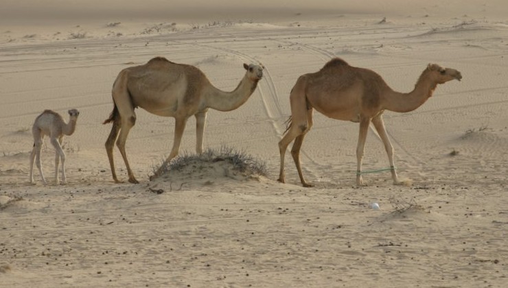 В Саудовской Аравии ввели «паспорта» для верблюдов - «В мире»