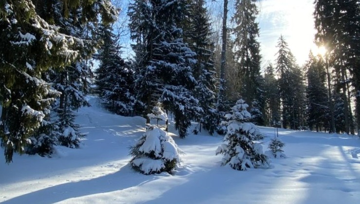 В США на горнолыжном курорте применяют засеивание облаков для увеличения снежного покрова - «В мире»