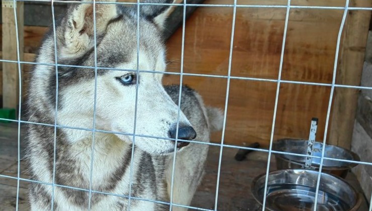 Число эвтаназий бездомных собак в Великобритании выросло более чем в три раза - «В мире»
