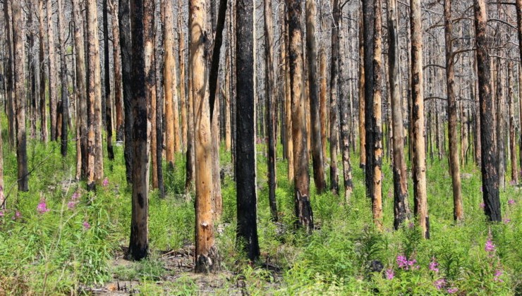 Лесопожарную готовность регионов проверят весной 2026 года - «Экология России»