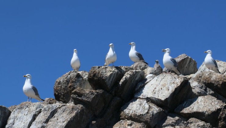 Птицы как переносчики пластика: раскрыт механизм «биовекторизации» - «Экология России»