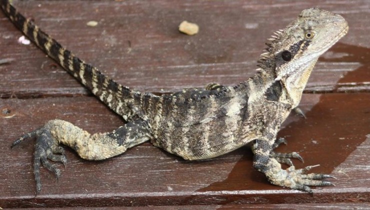 Смертельный почвенный гриб угрожает рептилиям Австралии - «В мире»