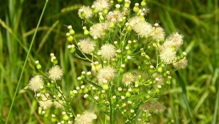 В Белгородской области утвердили правила борьбы с инвазивными растениями - «Экология России»