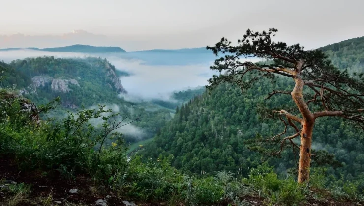 В ЦФО резко сократились лесные пожары и незаконные рубки - «Экология России»