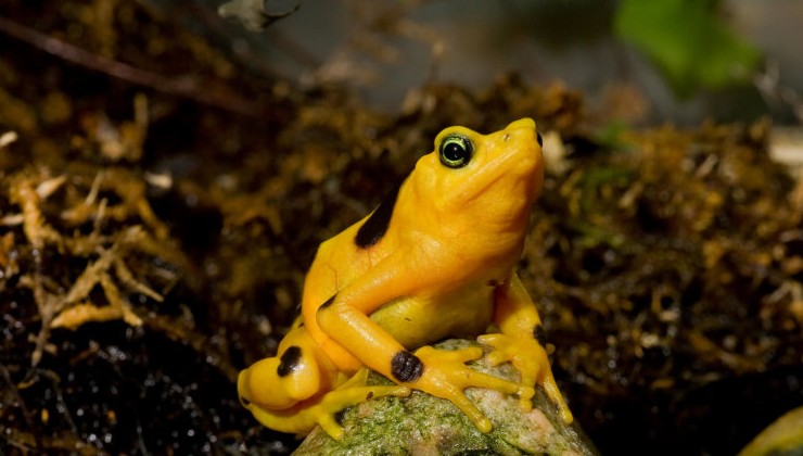 В Панаме начали возвращать в природу исчезнувших золотых лягушек - «В мире»