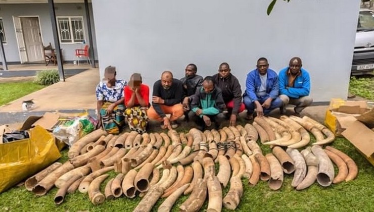 В Замбии у браконьеров изъяли более 500 кг слоновой кости - «В мире»