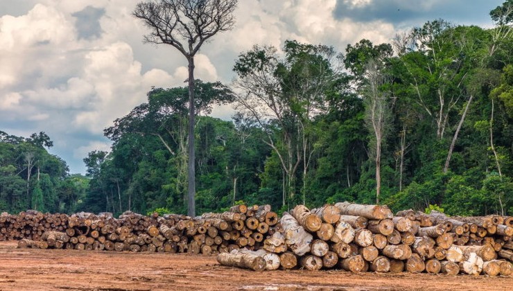 Вырубка лесов стала ключевым фактором снижения осадков в Амазонии - «В мире»