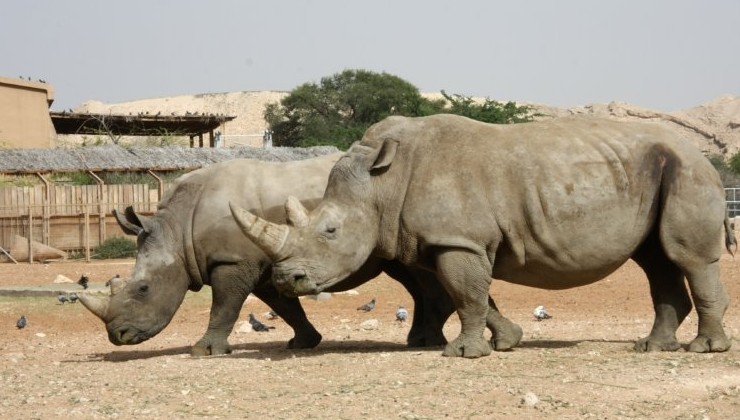 Китайские суды раскрыли маршруты контрабанды рогов носорогов - «Экология России»