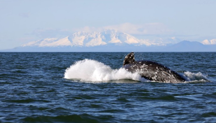 Китобойня под видом традиции: Норвегия наращивает отстрел китов при падающем спросе - «В мире»