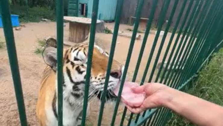 Ко Дню Земли запущена акция в поддержку диких животных - «Зеленая Экономика»