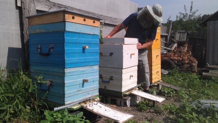 Коста-Рика запретила инсектициды с фипронилом из-за угрозы пчёлам и экосистемам - «В мире»