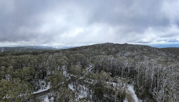 Леса на грани: в Австралии альпийские эвкалиптовые экосистемы признаны исчезающими - «В мире»