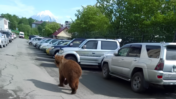 Медиация с хищником: как в России хотят снизить конфликты с медведями - «Экология России»