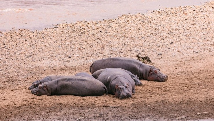 Наследие Эскобара: Колумбия начнёт отстрел «наркобегемотов» - «В мире»