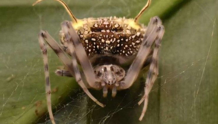 Паук, который притворяется грибом: в Амазонии описан новый вид с уникальной маскировкой - «Экология России»