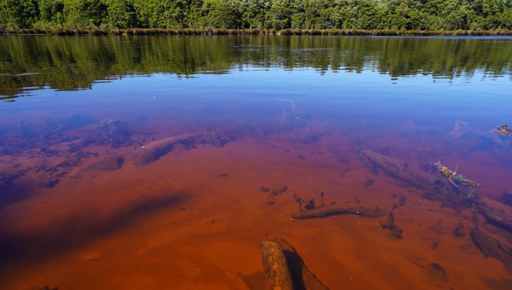 Река, которая не восстановилась: в Тасмании зафиксирована «биологически мёртвая» экосистема - «В мире»
