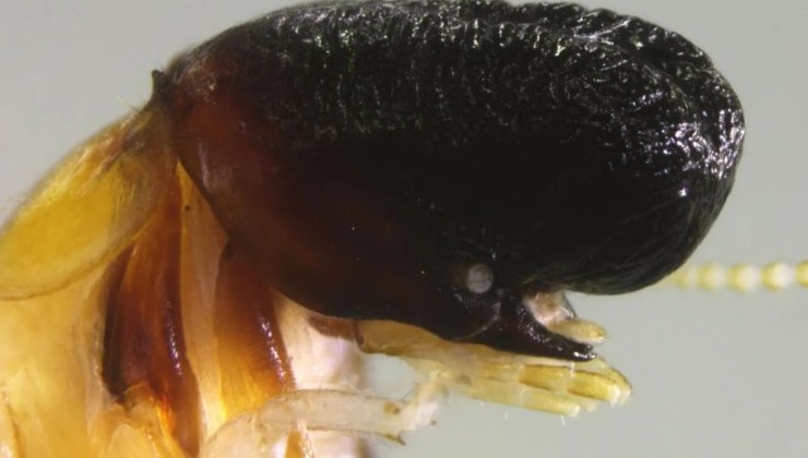 Ученые обнаружили новый вид термита с «китовой» формой головы - «Экология России»