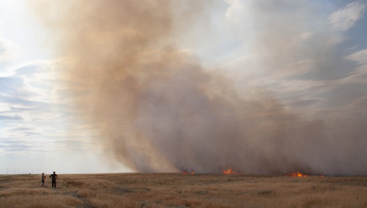 В Астраханской области усиливают защиту гнезд редких степных птиц от - «Экология России»