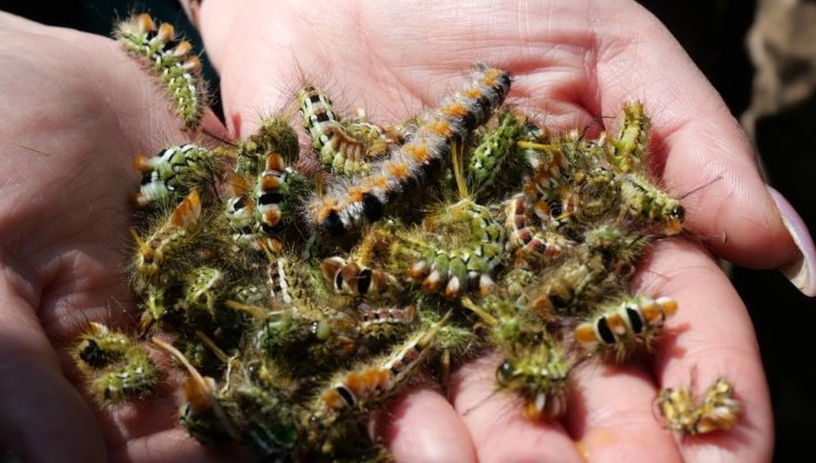 В Бурятии обследуют более 370 тыс. га леса перед возможной авиаобработкой от вредителей - «Экология России»