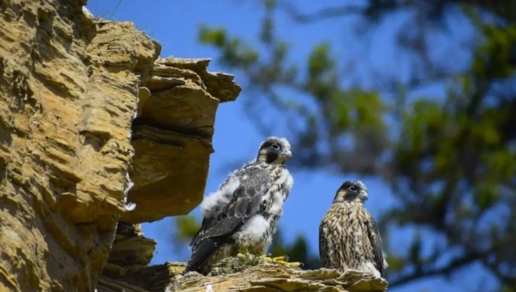 В «Ленских Столбах» начнут отслеживать миграцию краснокнижного сапсана - «Экология России»