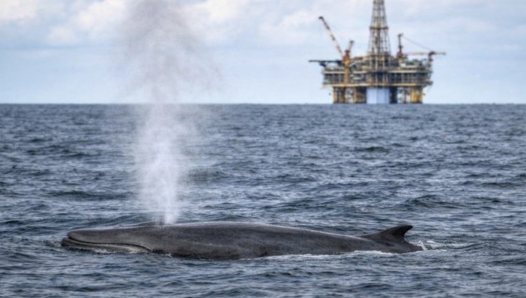В США сняты ограничения для добычи нефти в зоне обитания редкого вида китов - «В мире»