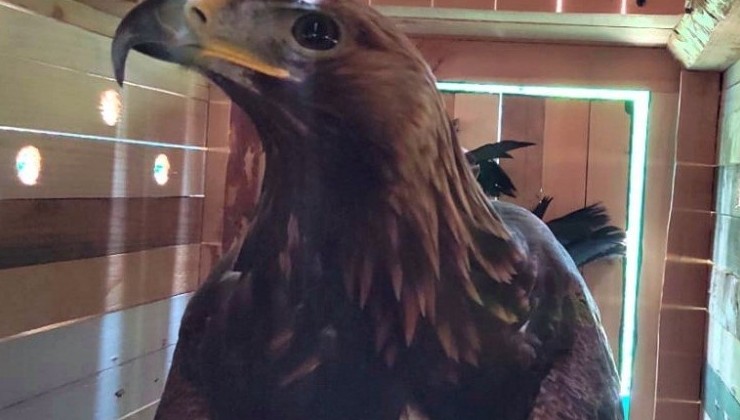 Вернём орлов — спасём природу? В Британии снова делают ставку на символы - «В мире»