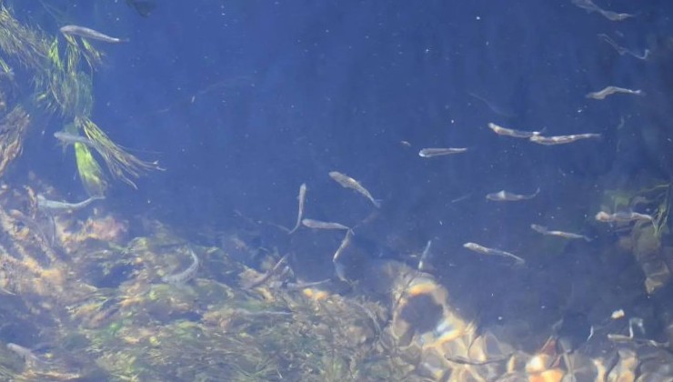 «Русолово» выпустило почти 2,5 тысячи мальков кеты в водоём Камчатского края - «Зеленая Экономика»