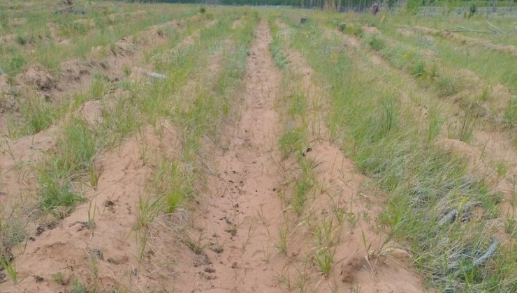 В Бурятии проверили качество лесовосстановления на площади более 328 гектаров - «Экология России»