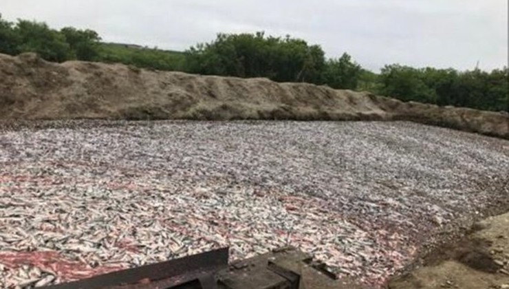 Рыбные отходы в Карелии станут перерабатывать в удобрения - «Зеленая Экономика»