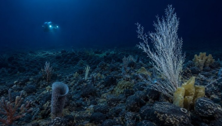 Еще три страны поддержали мораторий на глубоководную добычу - «В мире»
