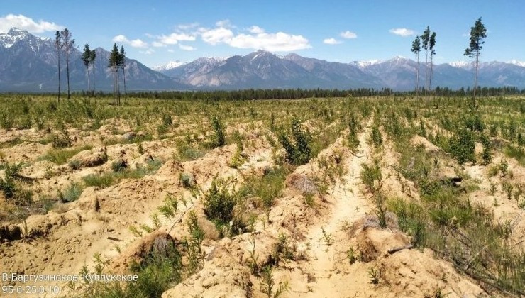 В Бурятии завершили обследование лесовосстановительных работ на 1,5 тыс. гектаров - «Экология России»